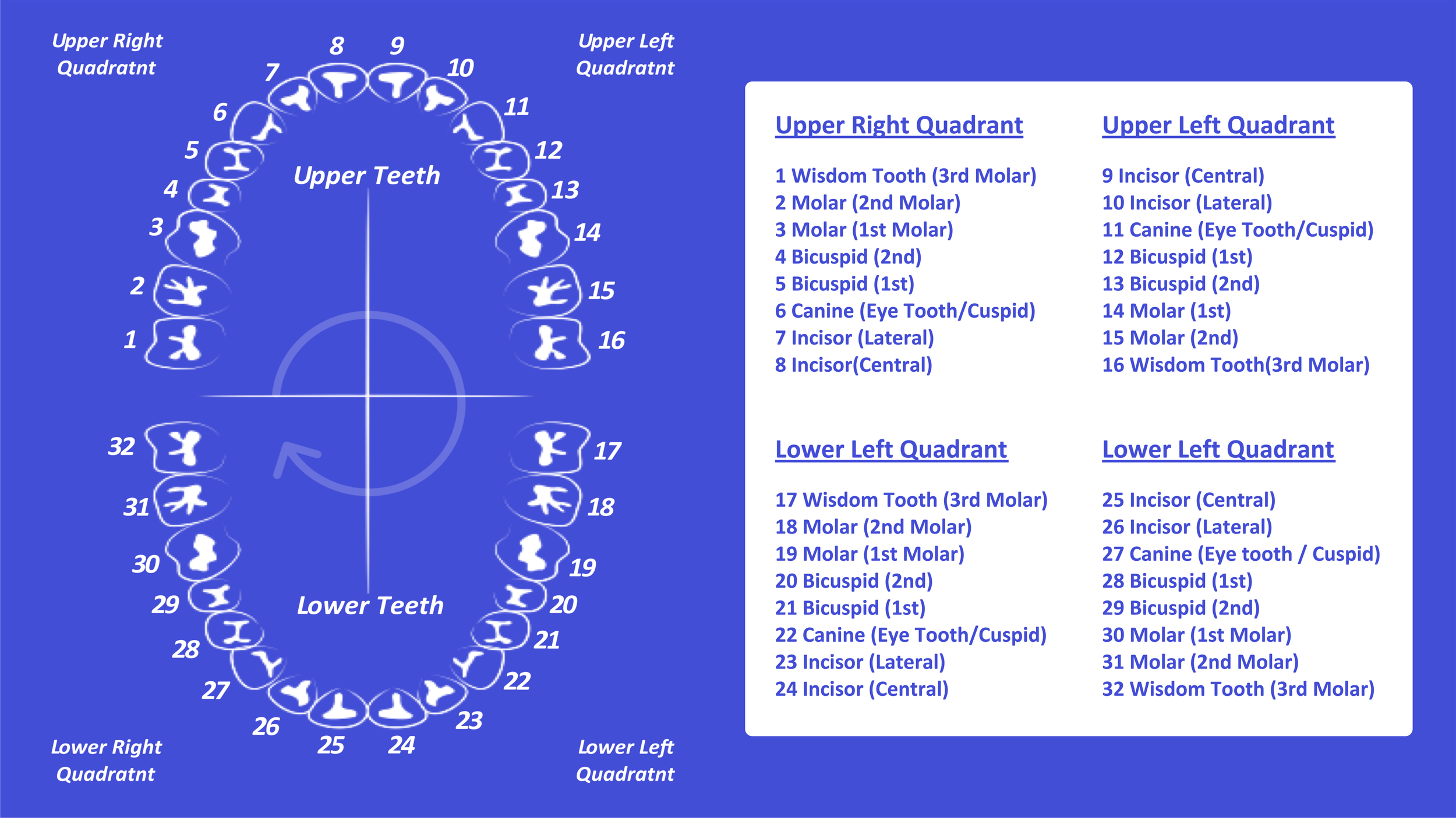 tooth number chart (printable pdf) — mashup math